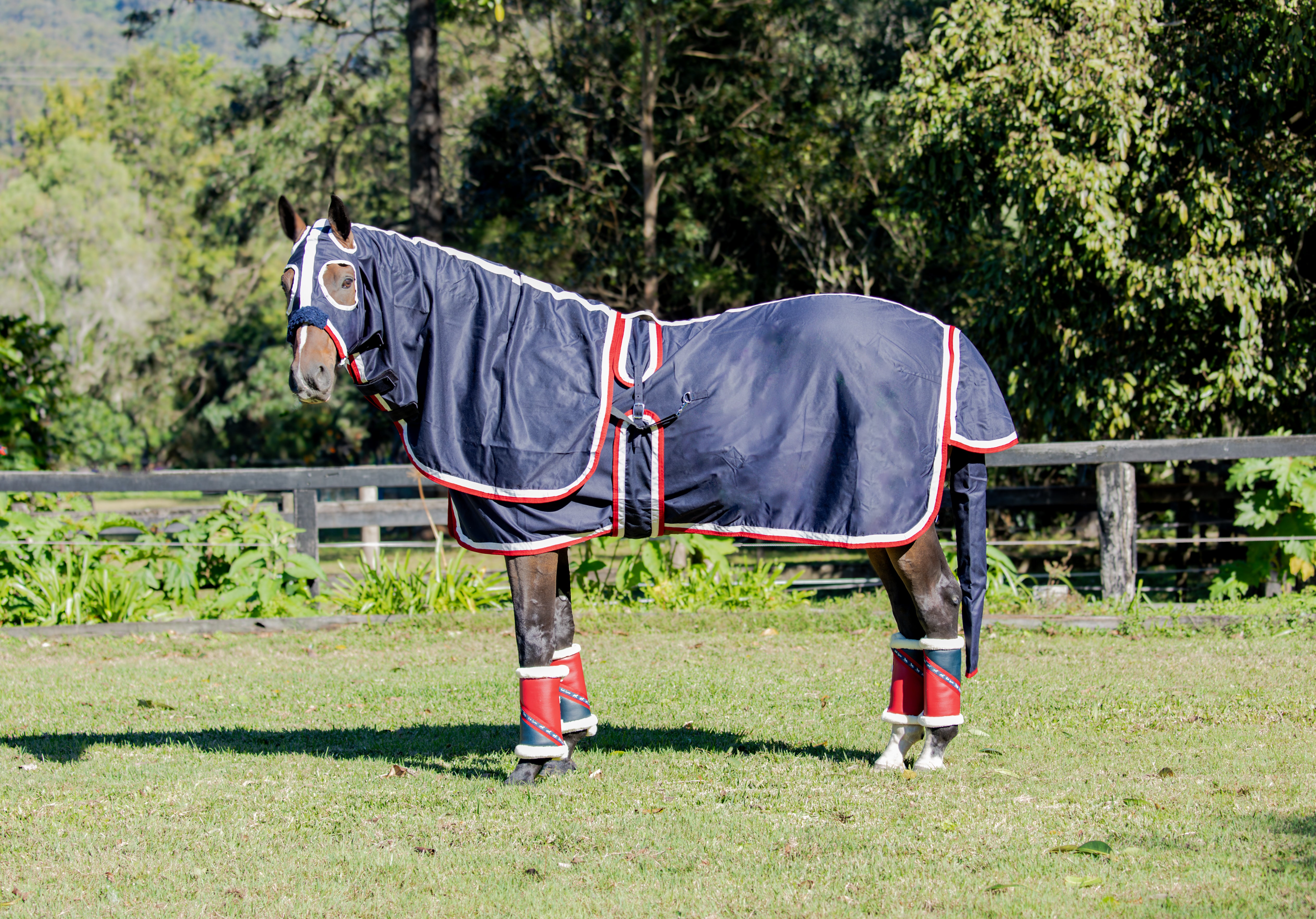 Navy Show Set + Surcingle with Red & White Trims