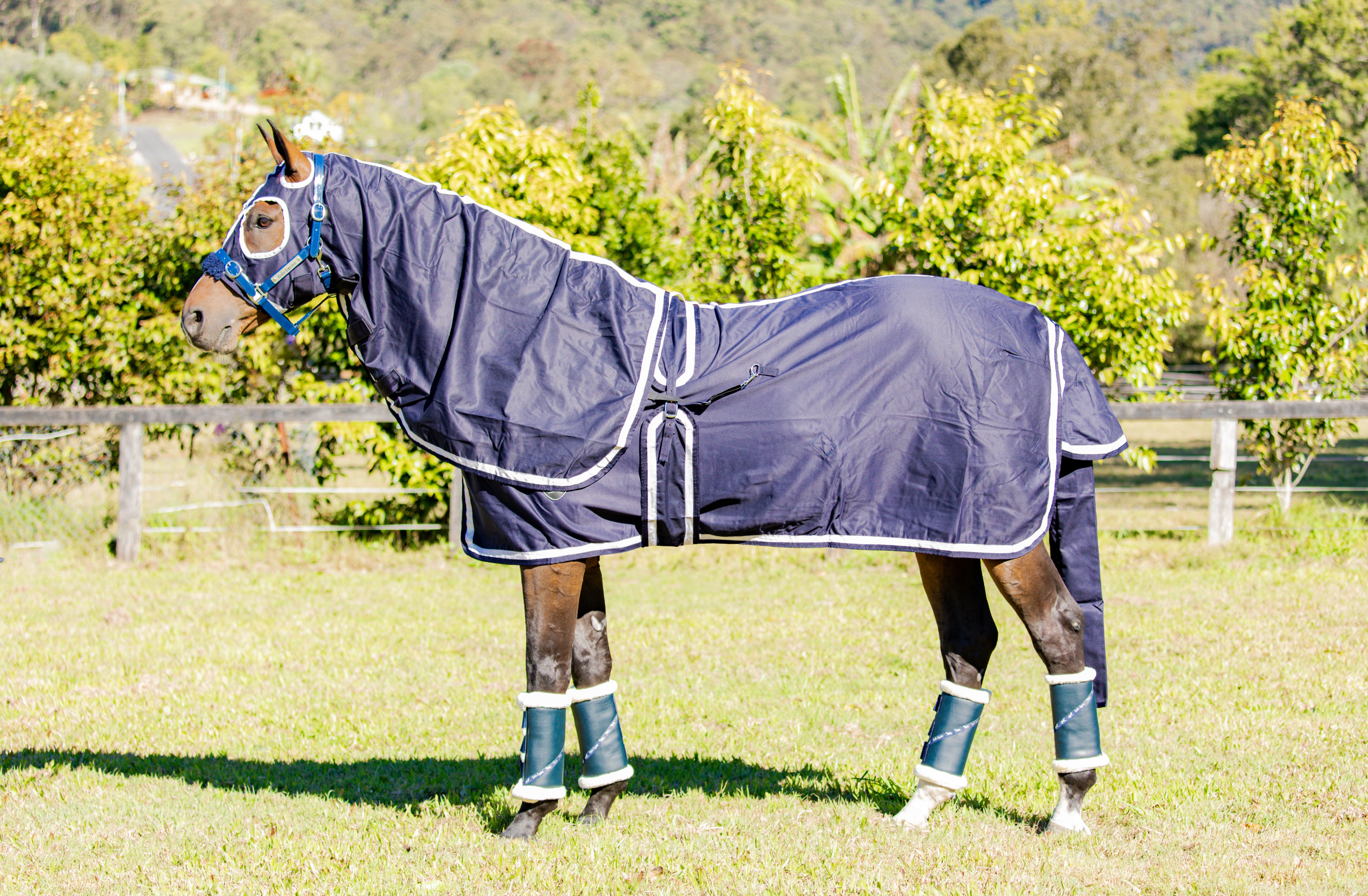 Navy Show Set + Surcingle with White & Navy Trim