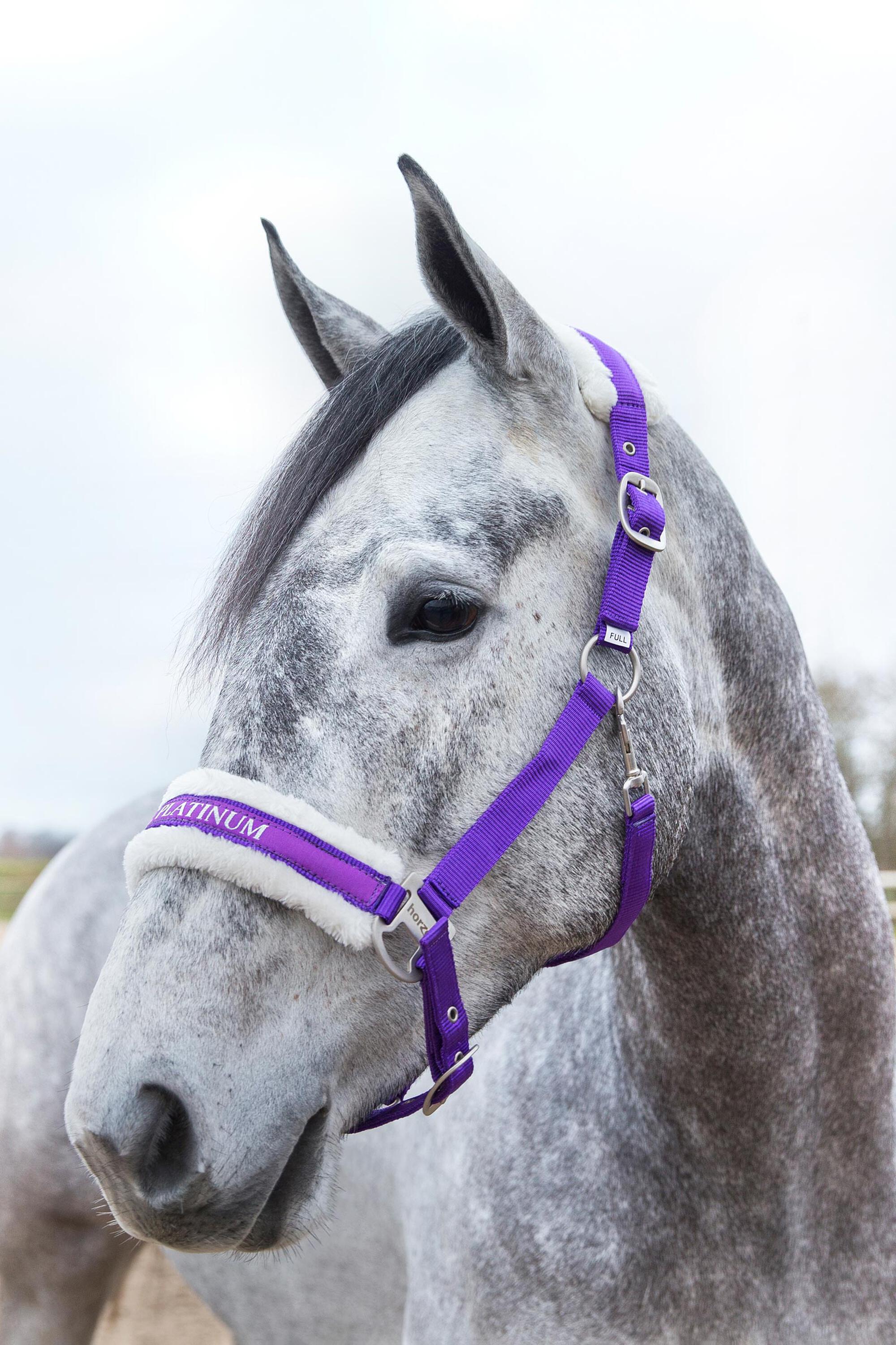 Horze Howard Halter - Purple