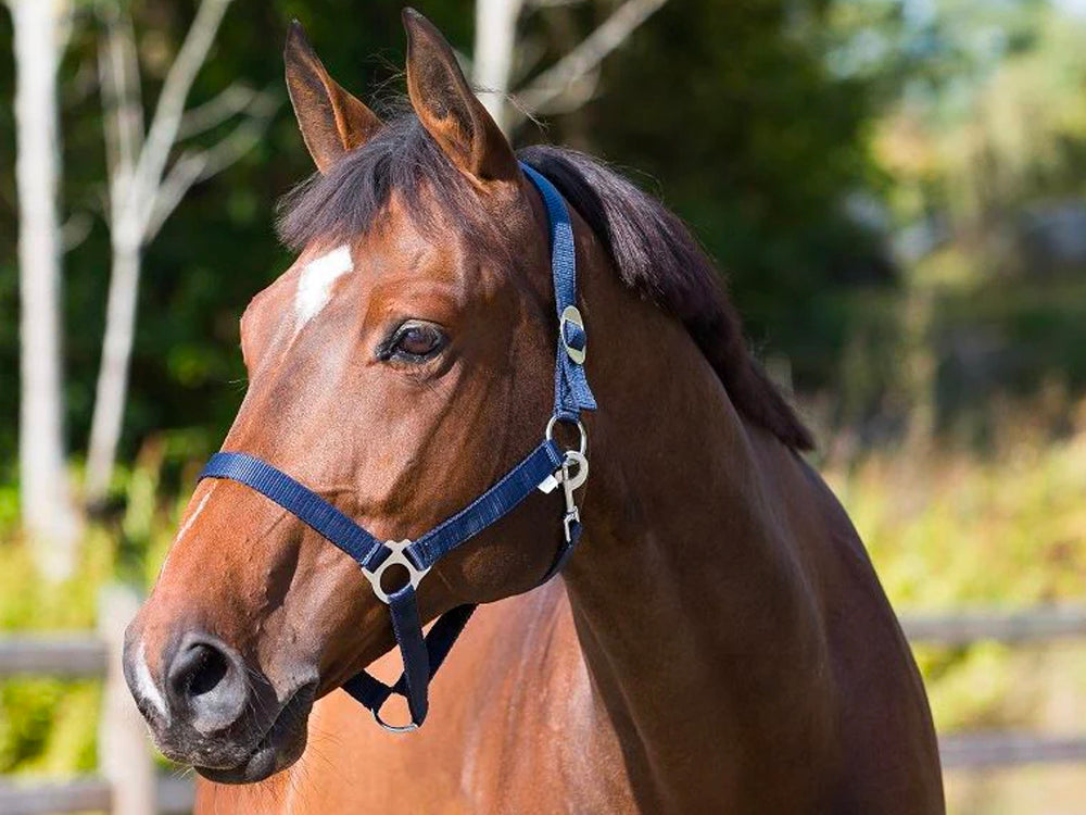 Basic Halter - Navy