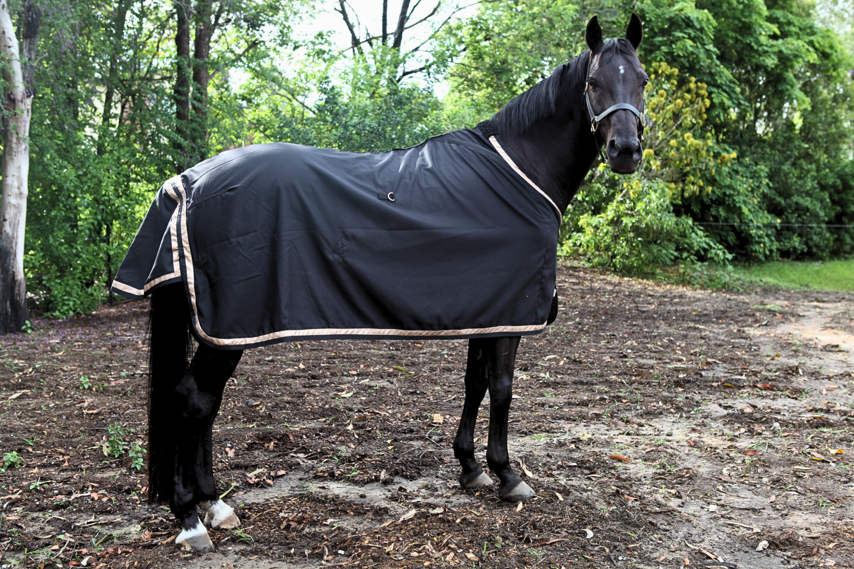 Black Show Rug with Metallic Rose Gold Trims