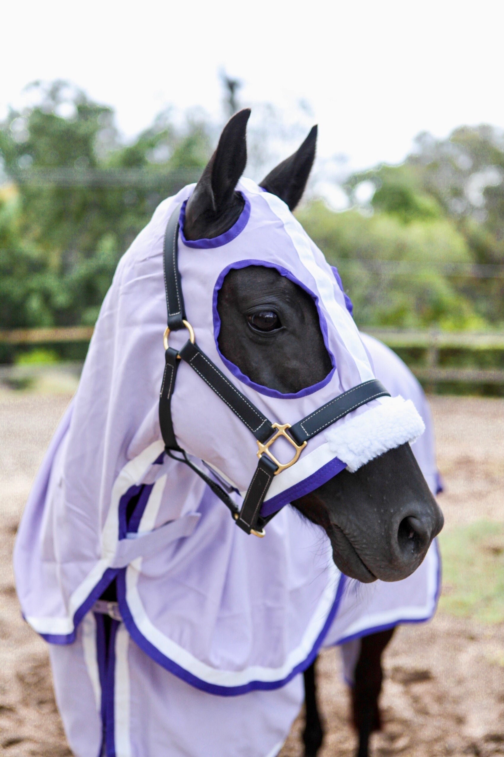 Lilac Show Set with White & Purple Trim