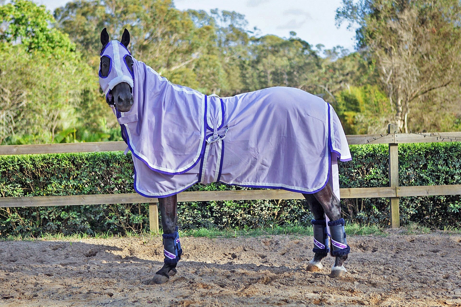 Lilac Show Set with White & Purple Trim