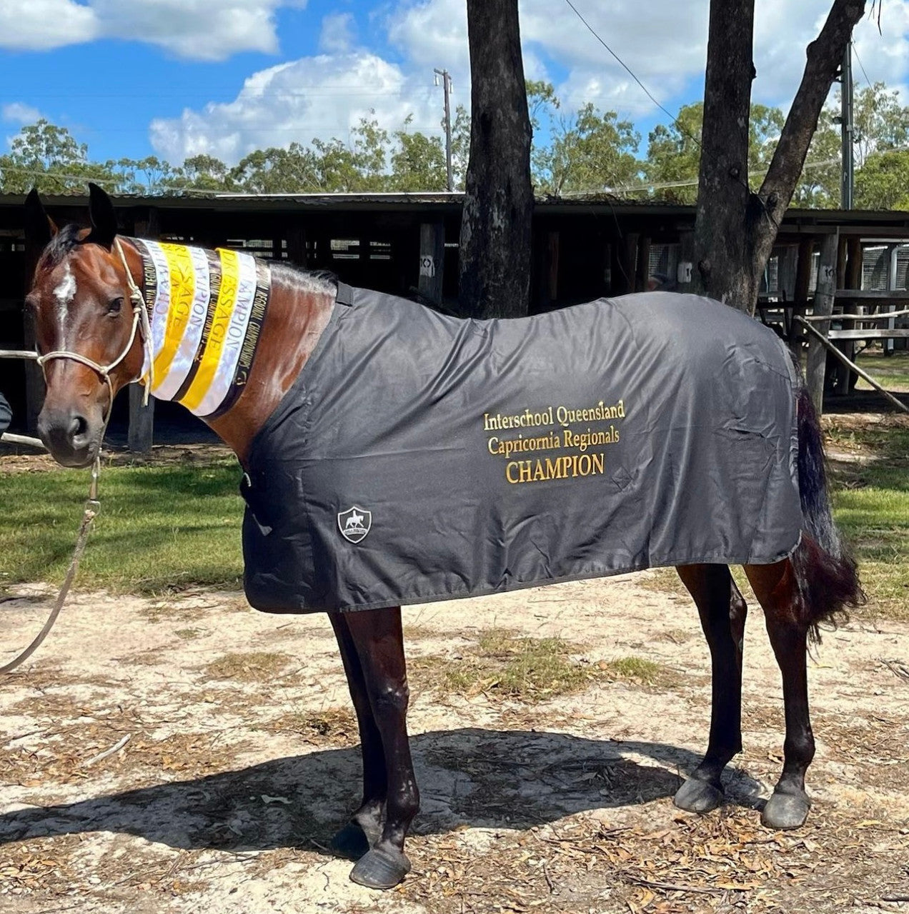 Trophy Rug - Black with Black Bindings