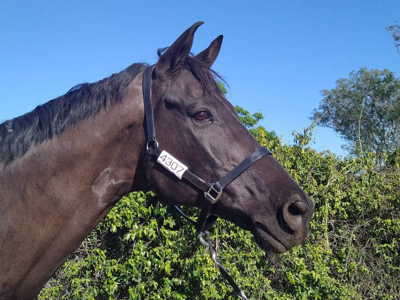 Horse halter numbers - Pair