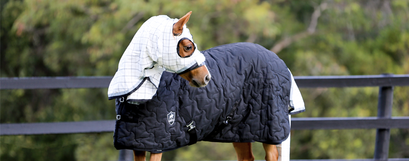 A horse standing in a paddock wearing a black winter rug and cotton under rug