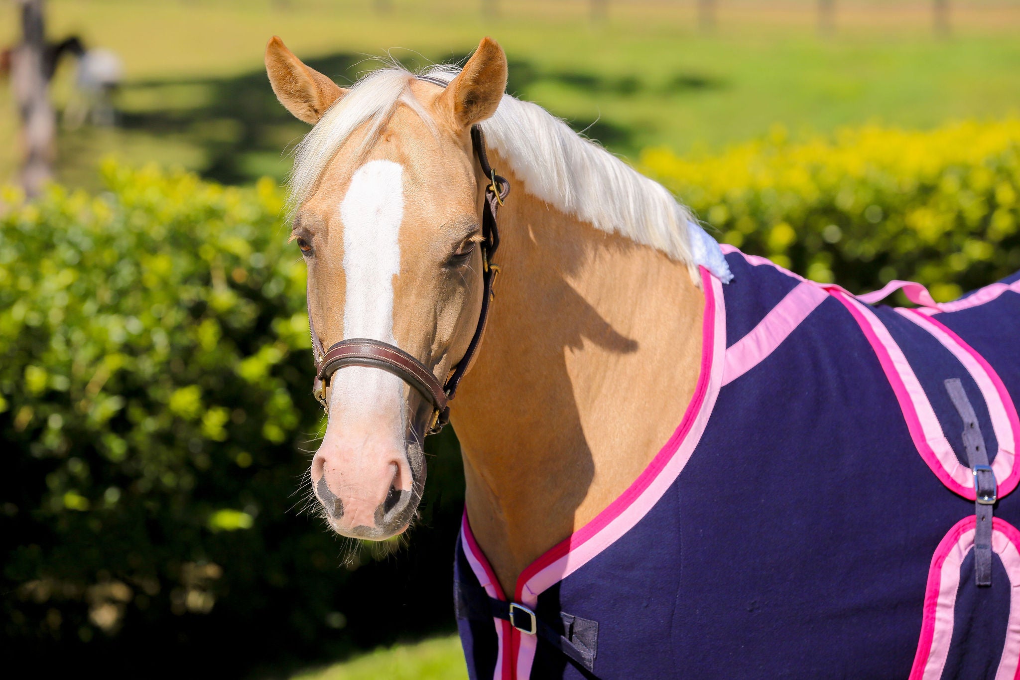 Navy Kersey Wool Rug with Light & Hot Pink Trims