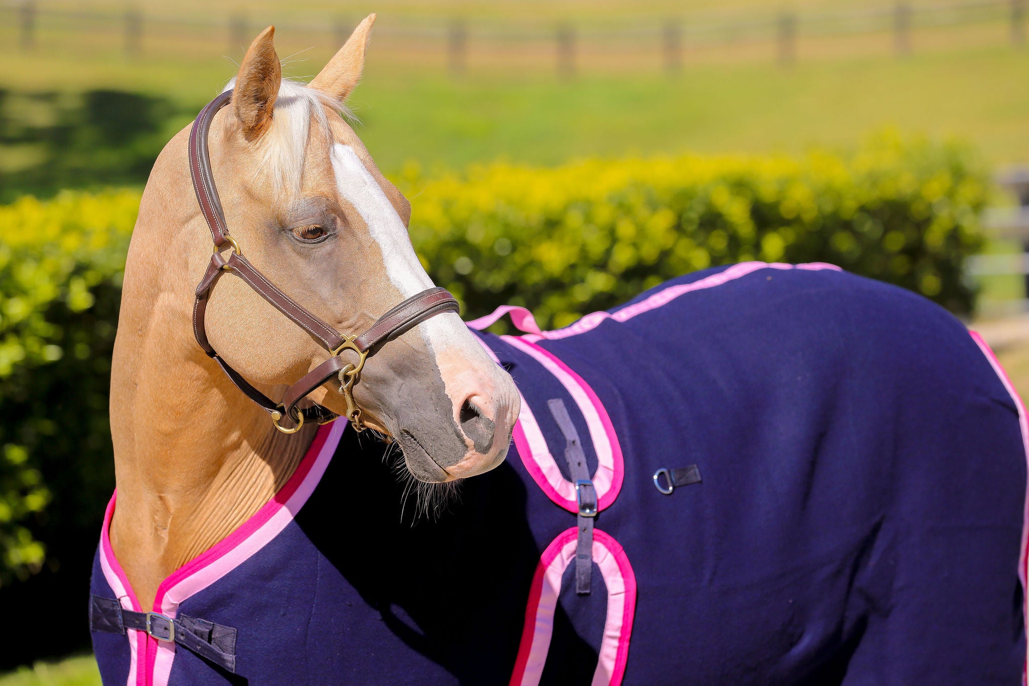 Navy Kersey Wool Rug with Light & Hot Pink Trims