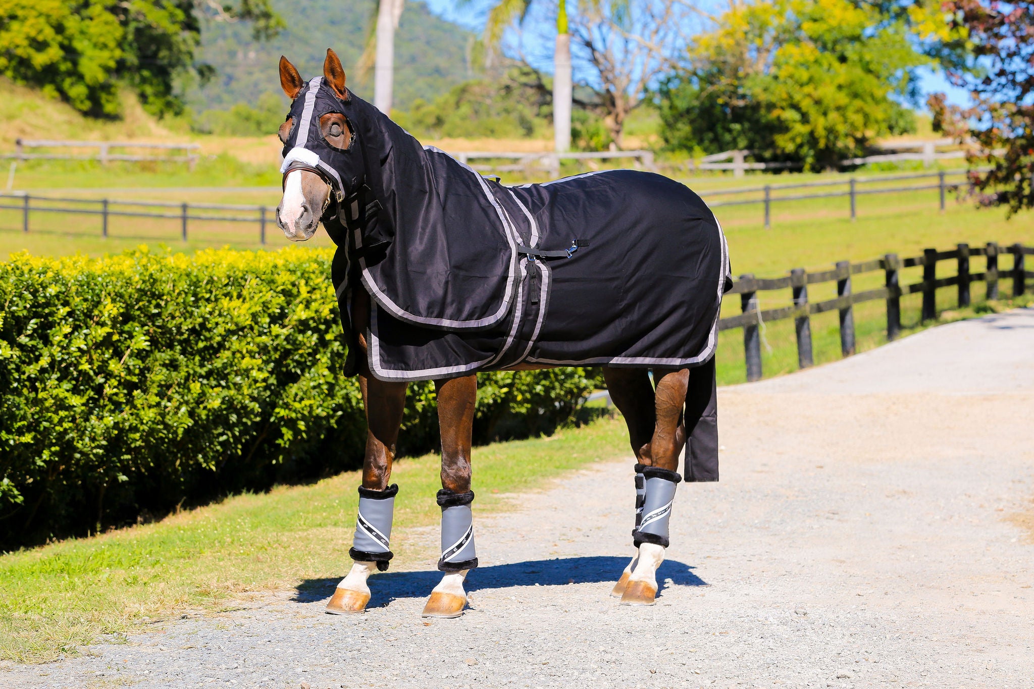 Surcingle Set Black Show Set + Surcingle with Platinum & Black Trims – Gala Equine