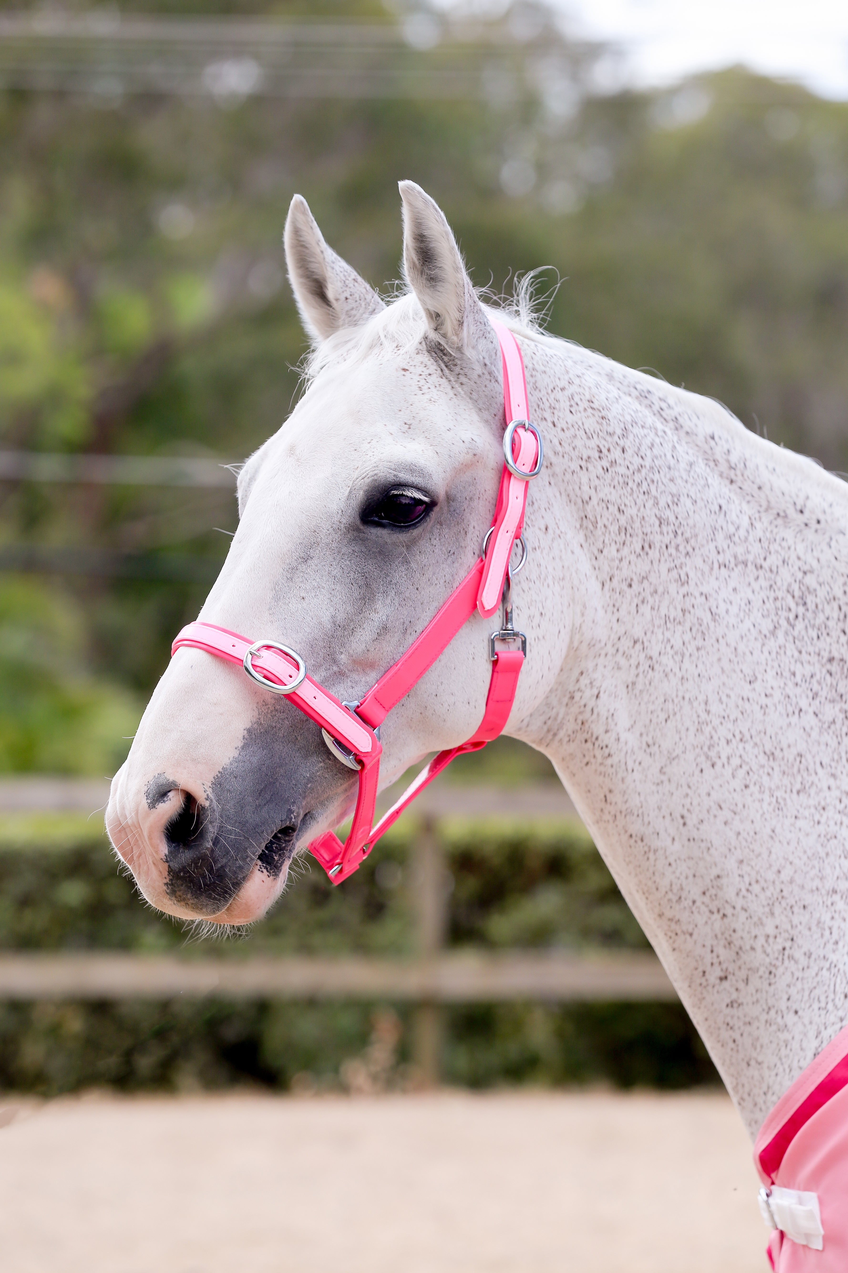 Watermelon hotsell Pink Diamanté Crystal Leather Horse Cob Pony Padded Headcollar Halter