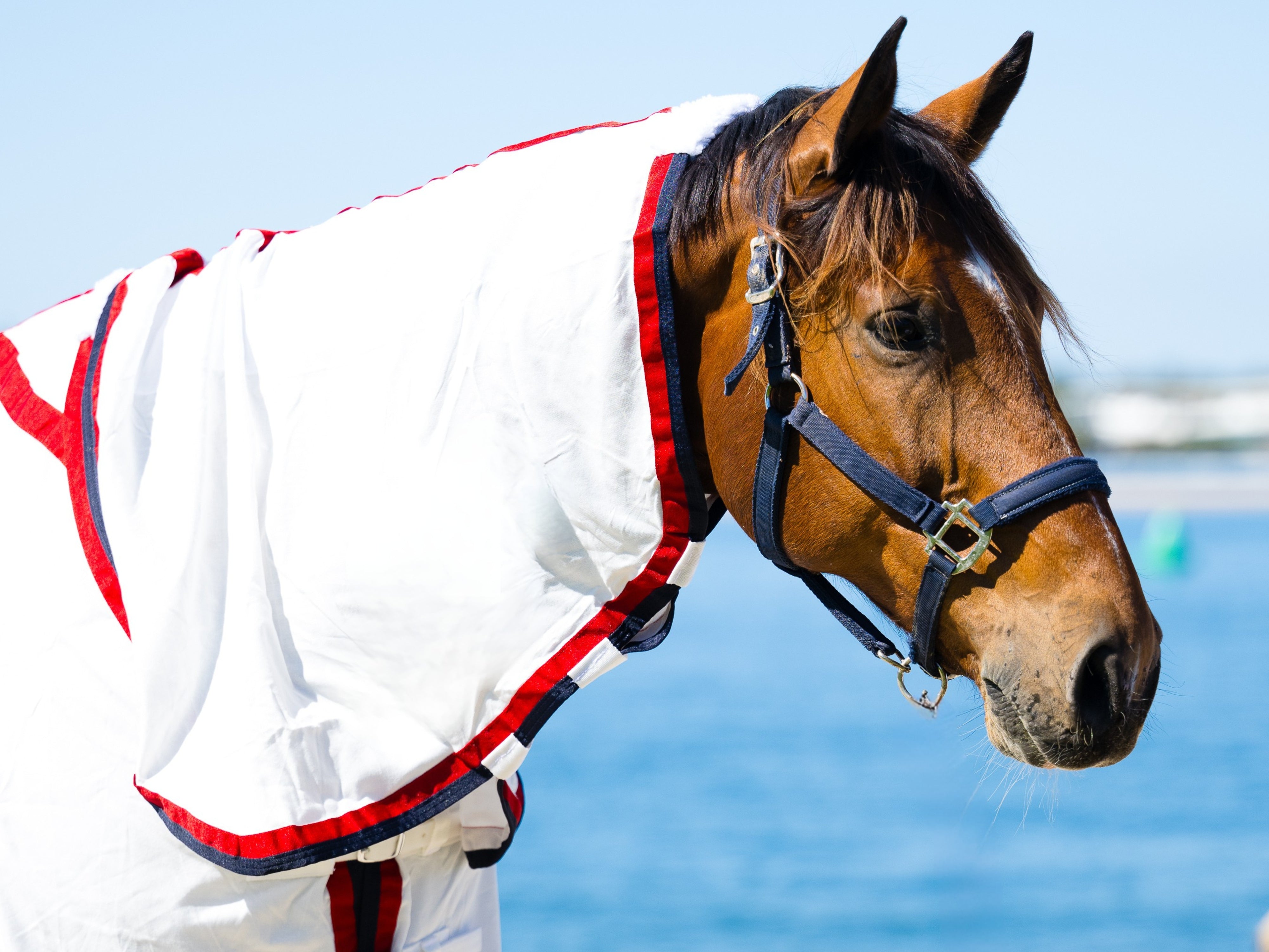 Flag Neck Combo - Navy & Red