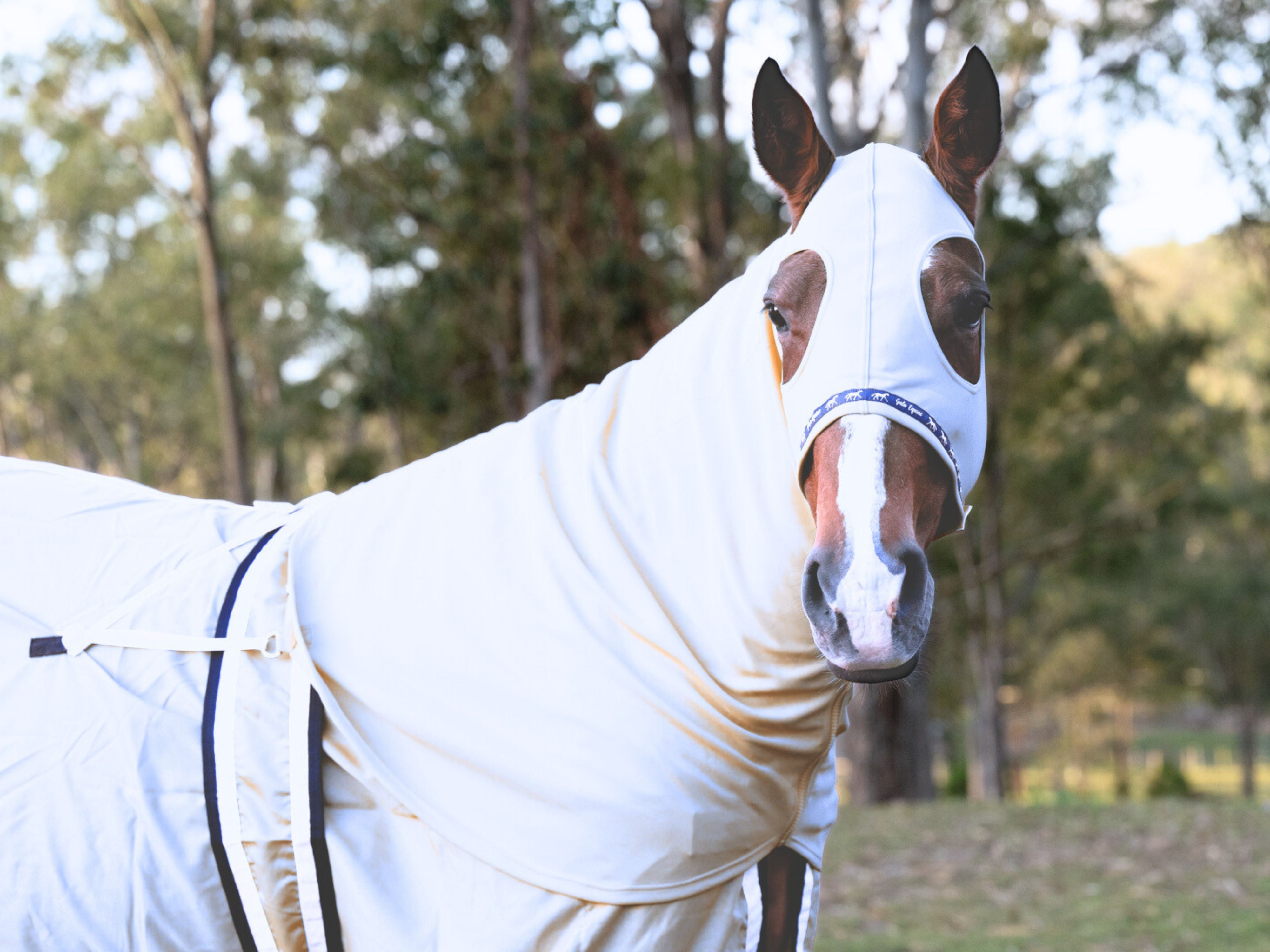 Stretchy Show Hood with Zip -  White