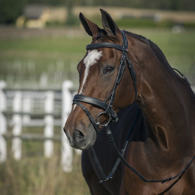 HORZE VENICE SNAFFLE BRIDLE WITH REINS - BLACK