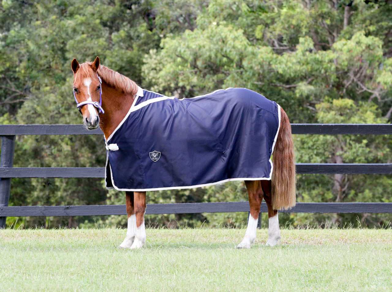 Navy Show Rug with White Trim